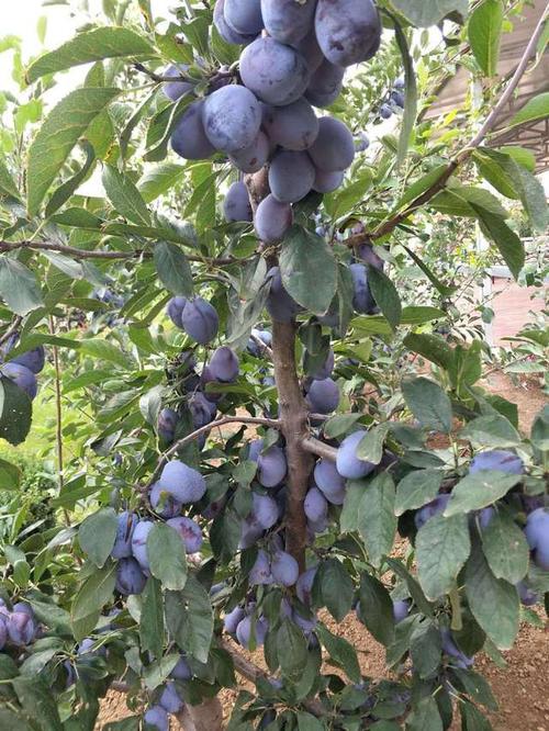 西梅果树适合哪里栽种,西梅的果子样子是啥样的