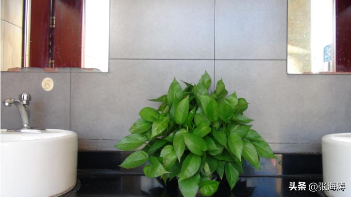 湖北园林绿化工程施工,湖北园林绿化景观设计施工养护