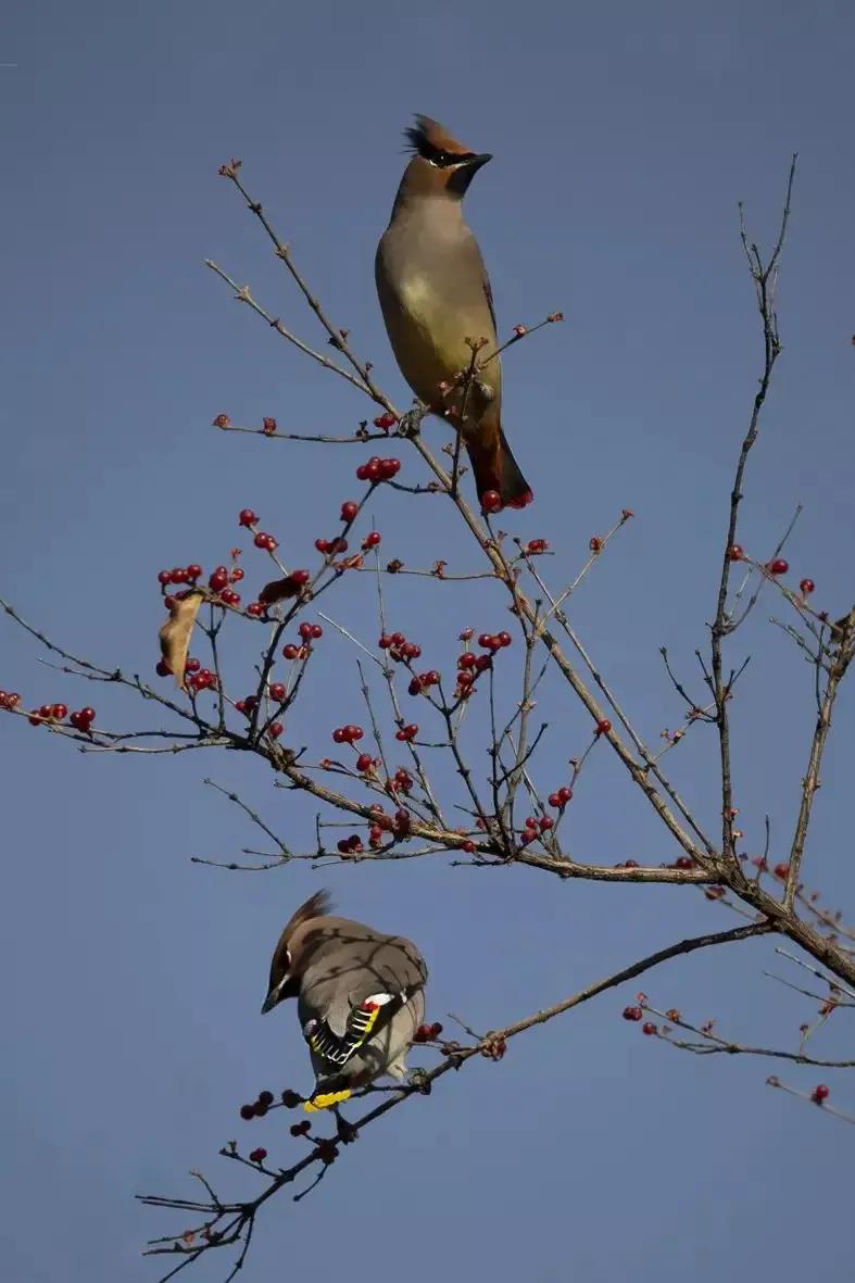 太平鸟图片素材,太平鸟图片大鸟