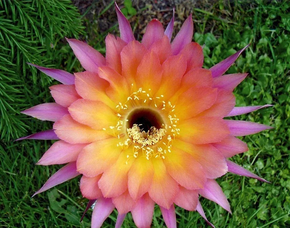 200种·仙人球开花图鉴，大开眼界，美到爆