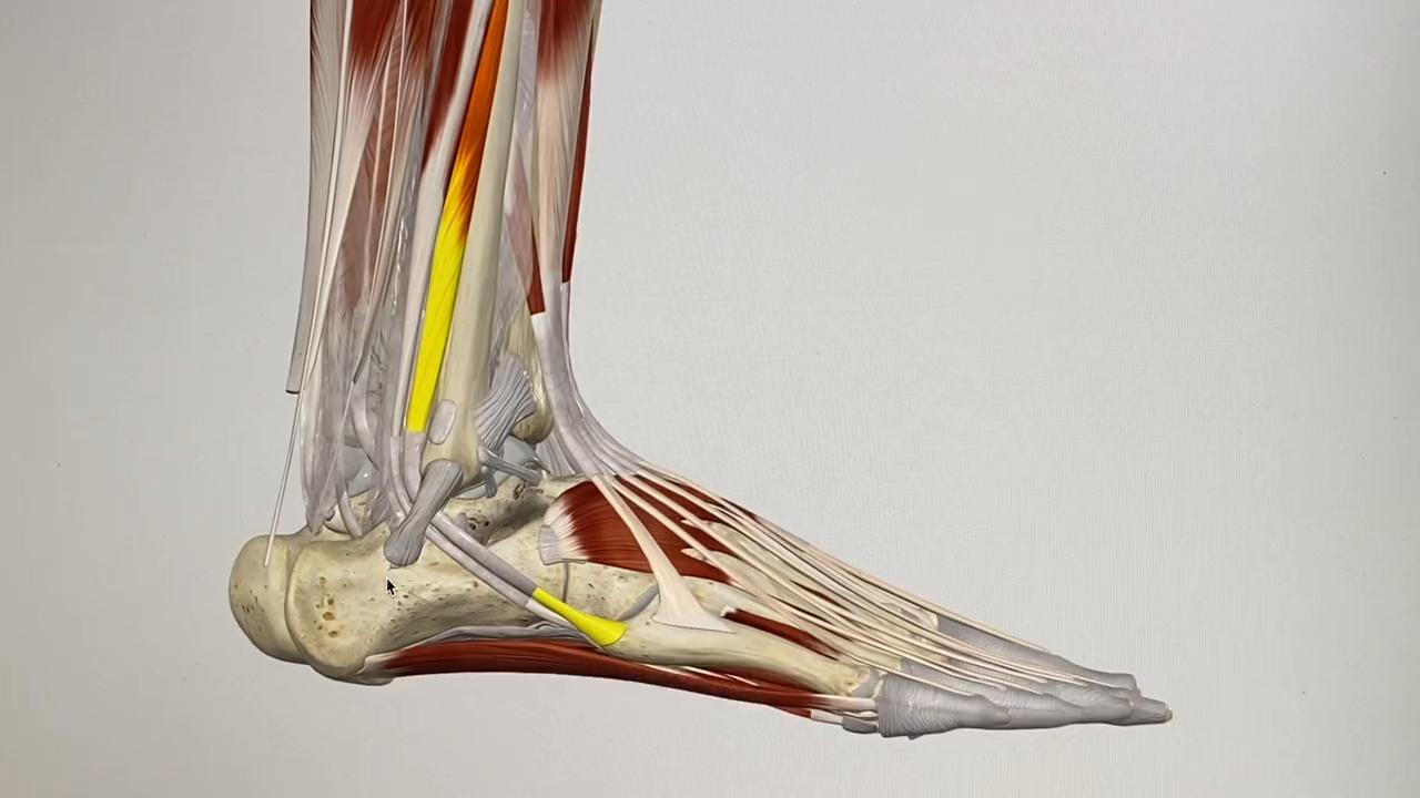 脚踝扭伤无结构损伤需要休息多久,脚踝扭伤恢复后很容易再次受伤