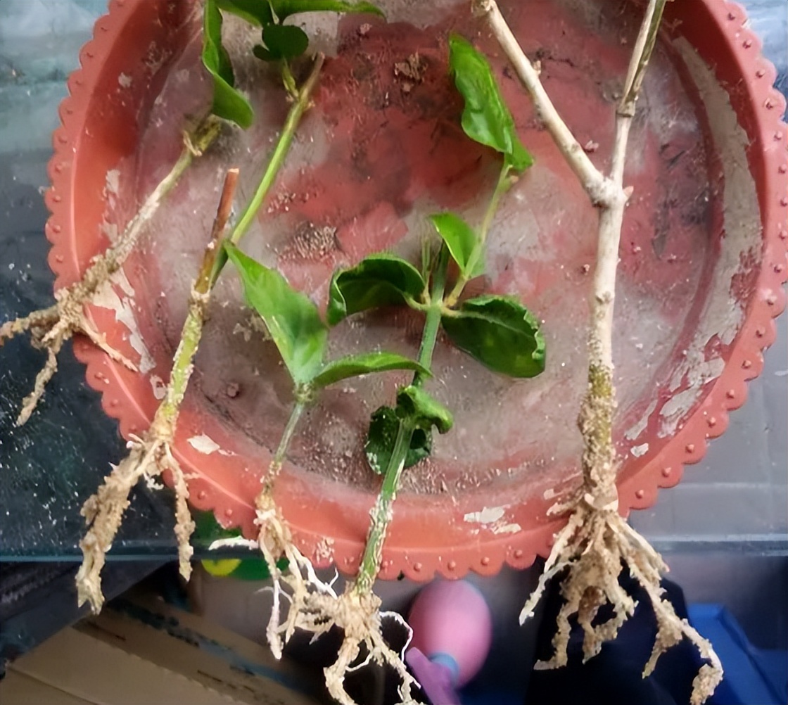 茉莉花怎么养迅速开花,茉莉花如何养开花不断