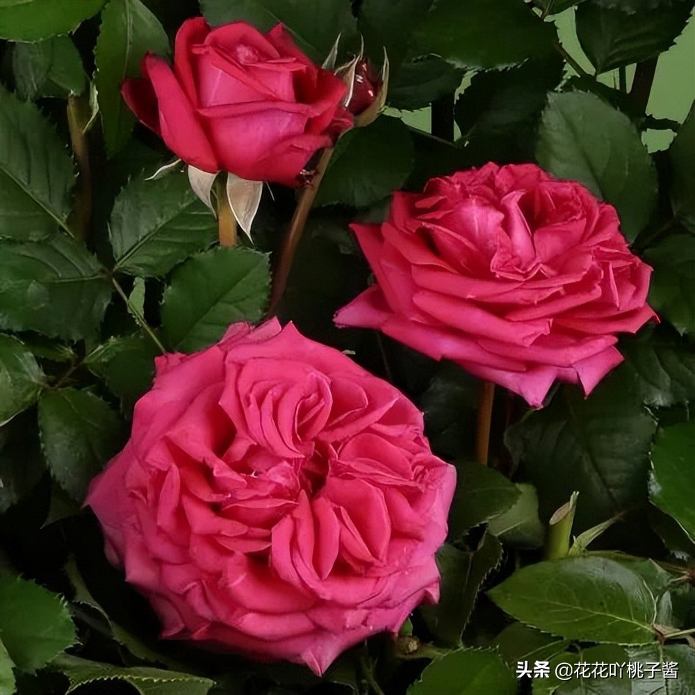 2019月季新品种金奖,超新品月季有哪些品种