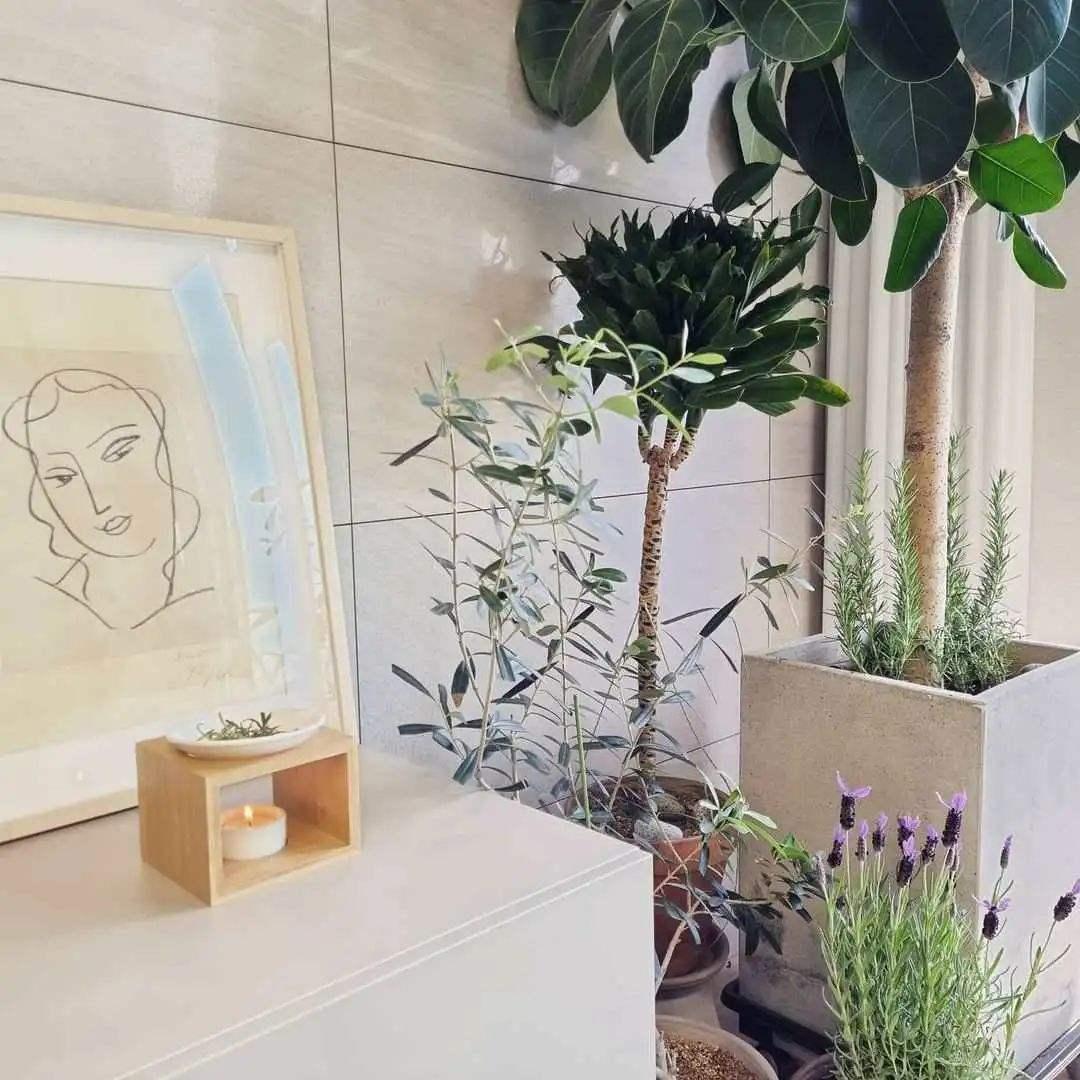 十种最好养的网红植物,家庭好养的网红植物