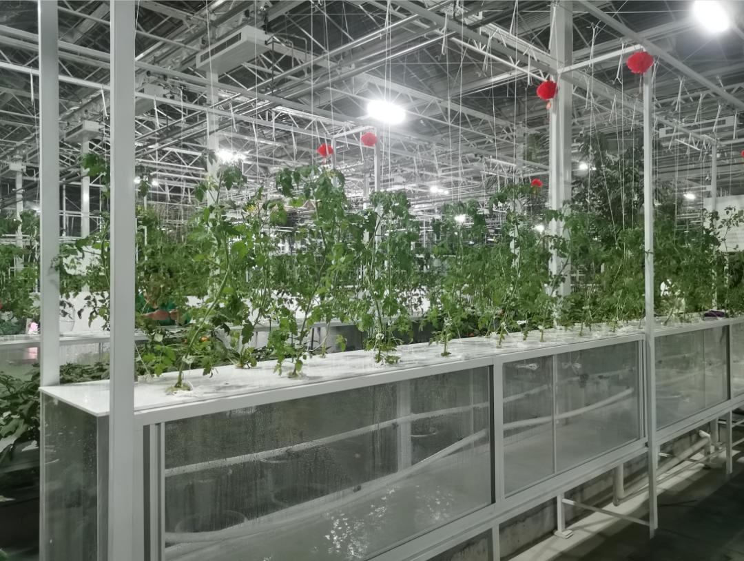 农业技术大讲堂之番茄的种植技术,连云港番茄无土栽培