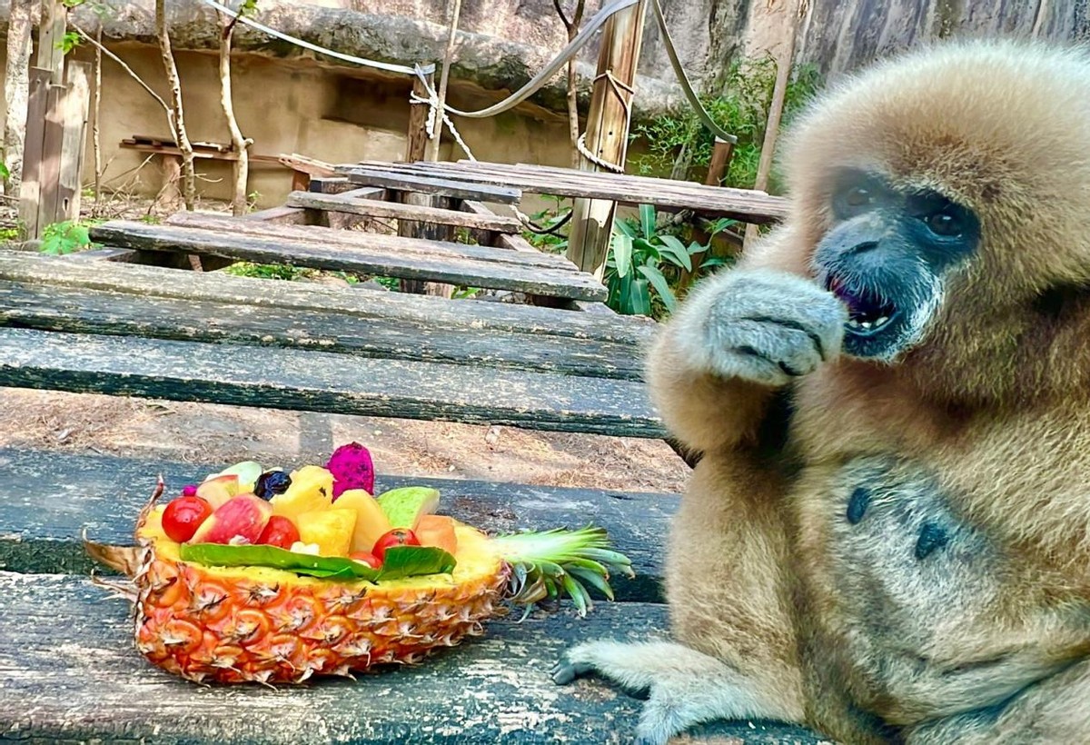 台湾名嘴说台湾吃凤梨,台湾名嘴谈吃18公斤凤梨