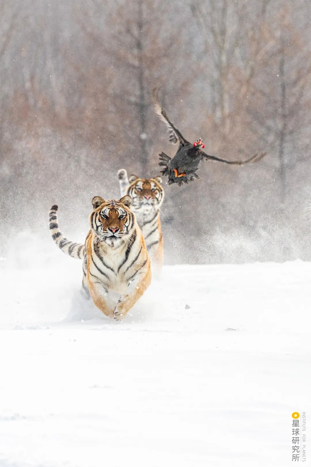 圣山龙脉,龙脉圣地黄帝陵