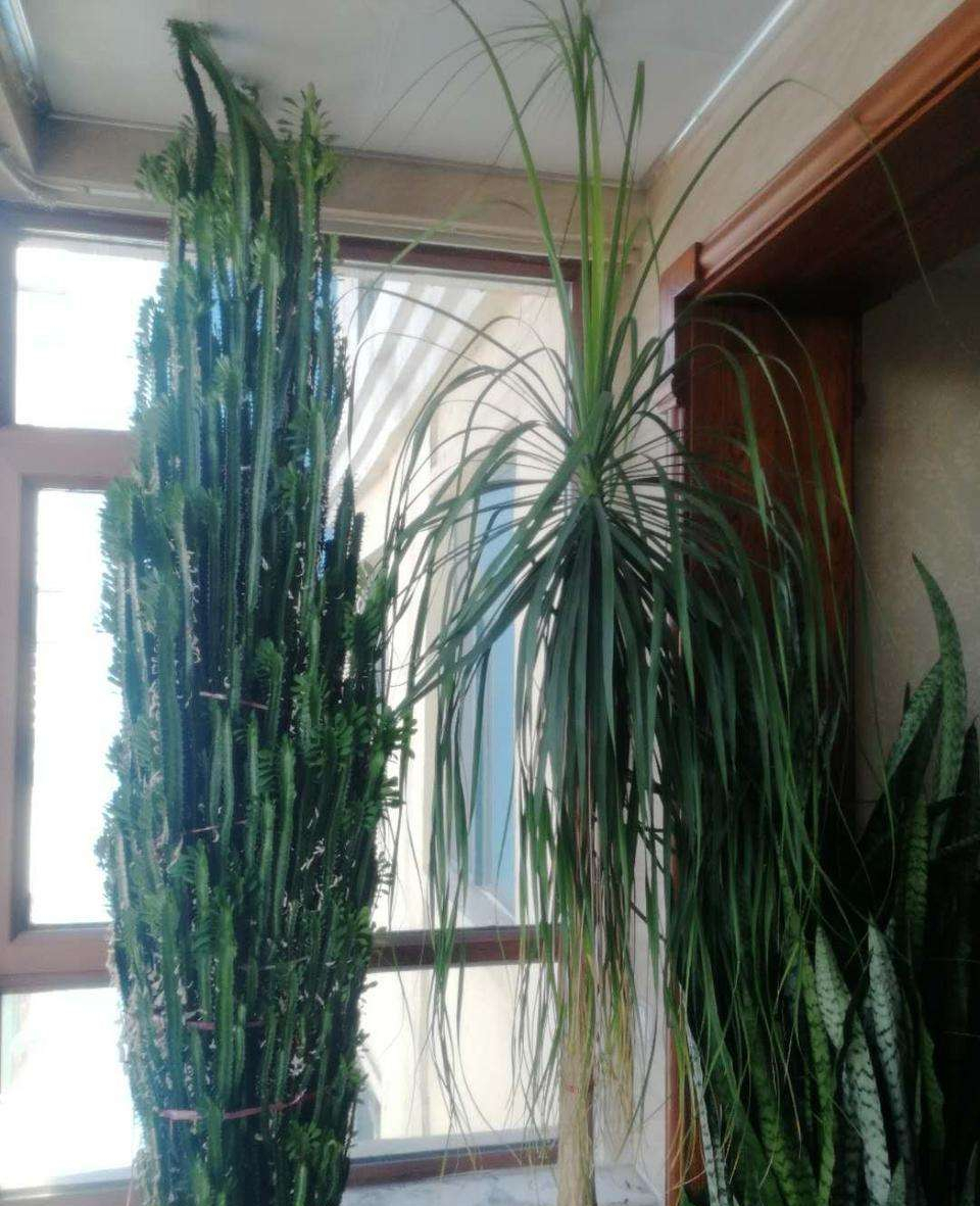 十种最吉利的镇宅绿植盆栽,阳台旺宅的大盆栽花