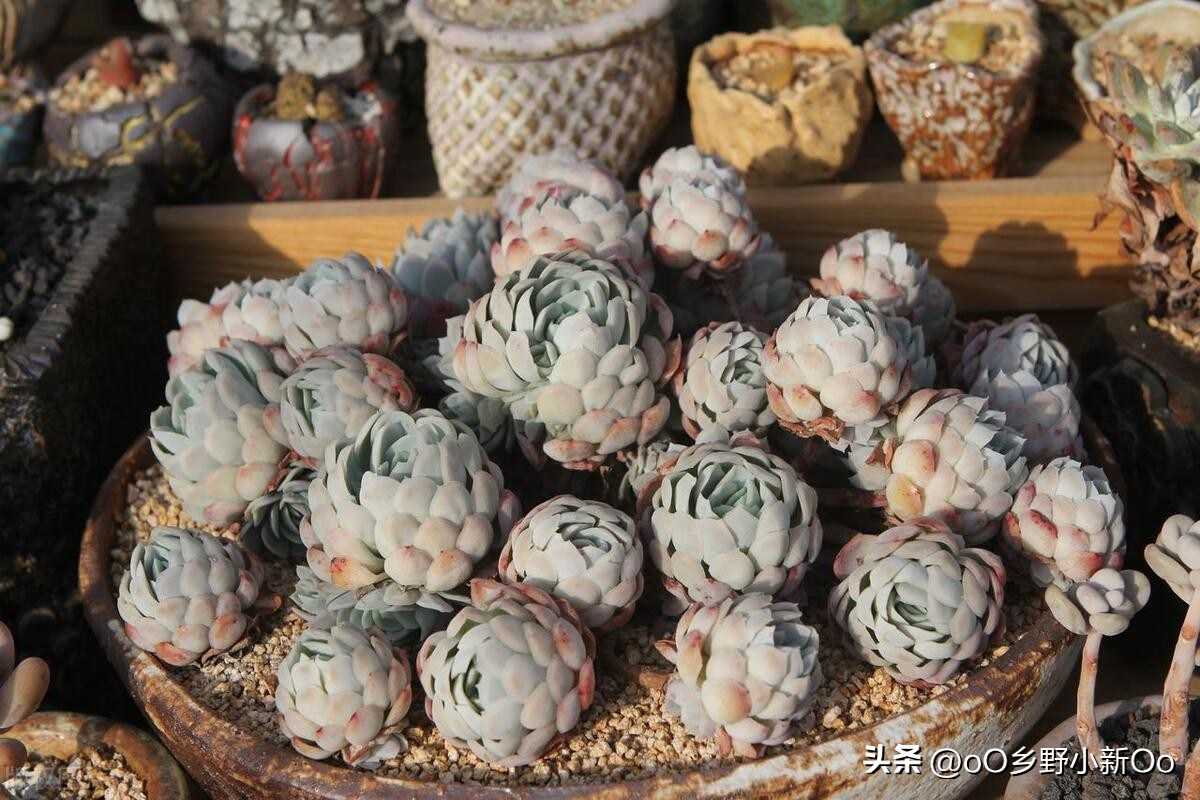 刚种的多肉黑色腐烂根怎么处理,多肉黑叶怎么办夏天