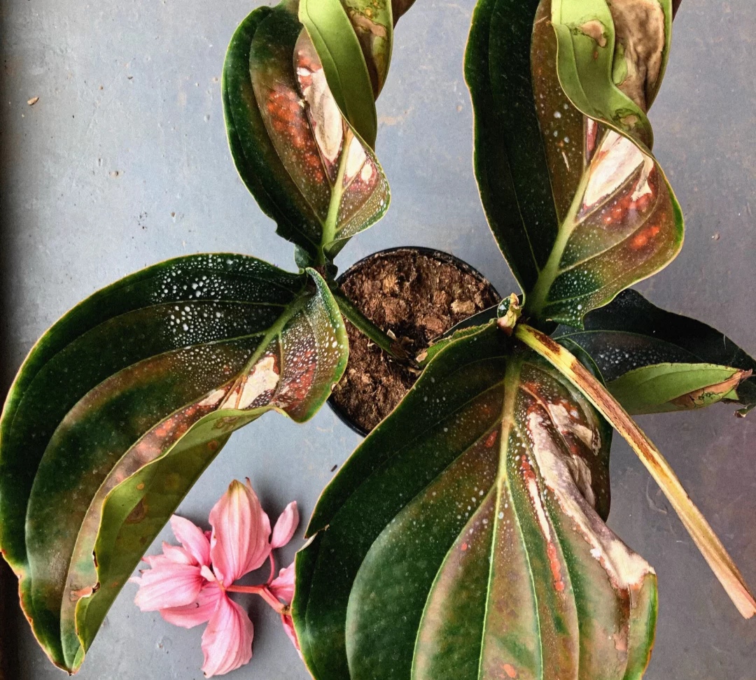 最美花王,花王宝莲灯