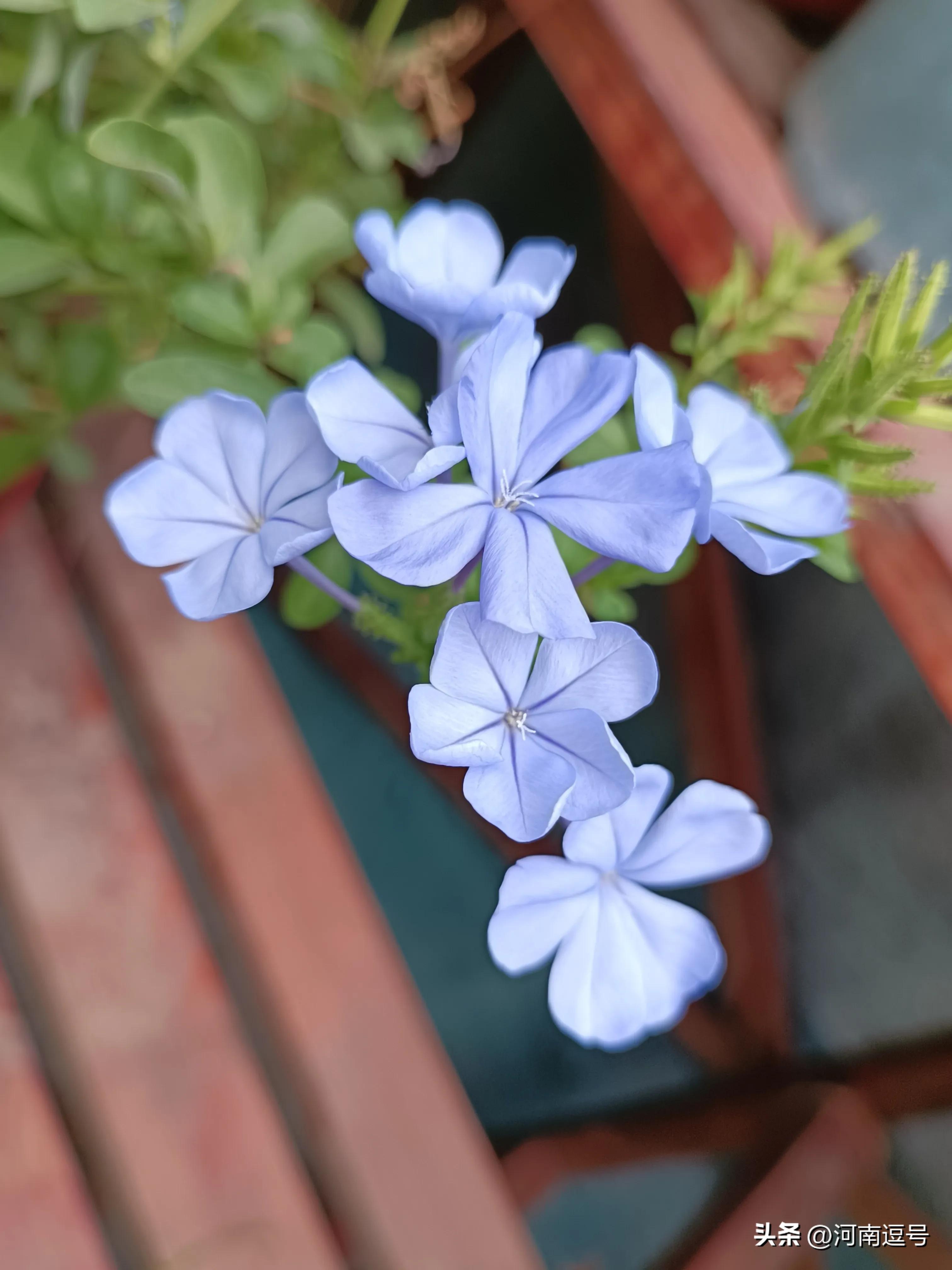 刚栽的苗发蔫正常吗,新苗枯萎