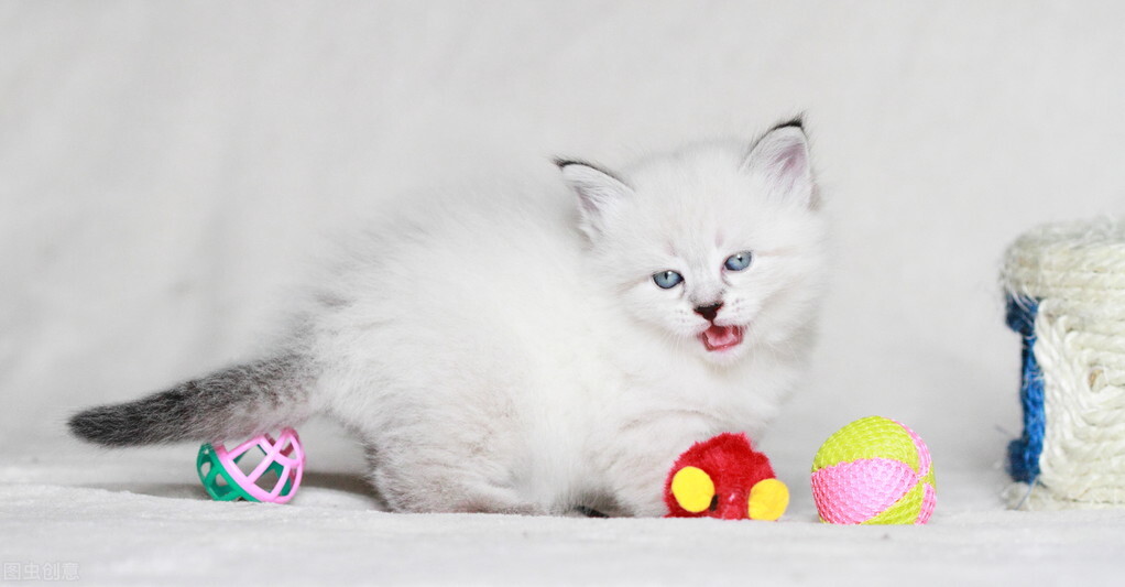 一个月大的猫咪拉稀怎么办,一个多月猫咪拉稀怎么办