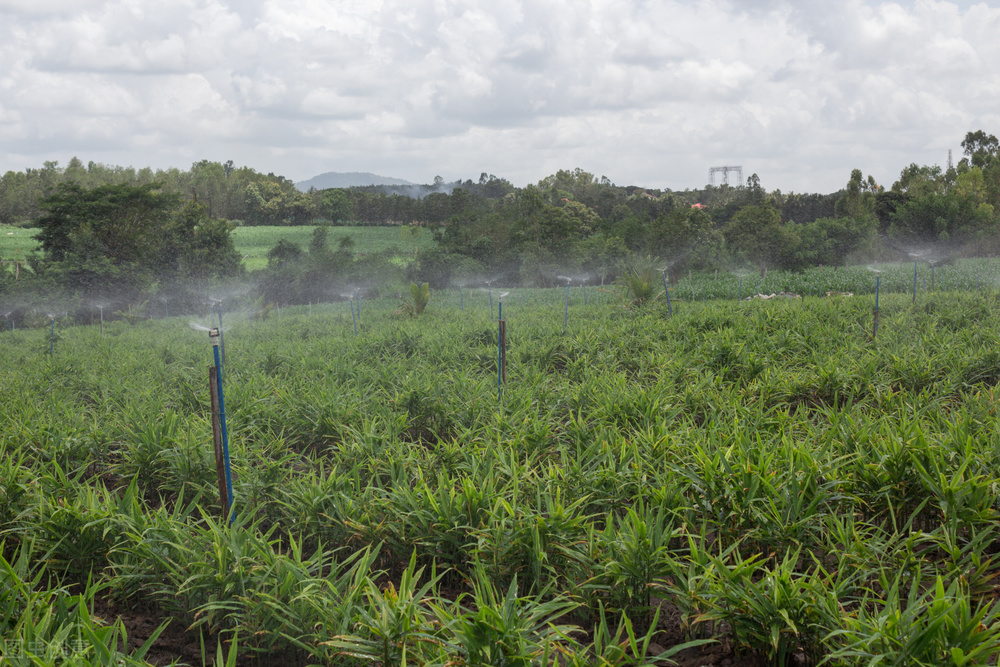 生姜收获方法和技巧,生姜晚采收还是早采收好