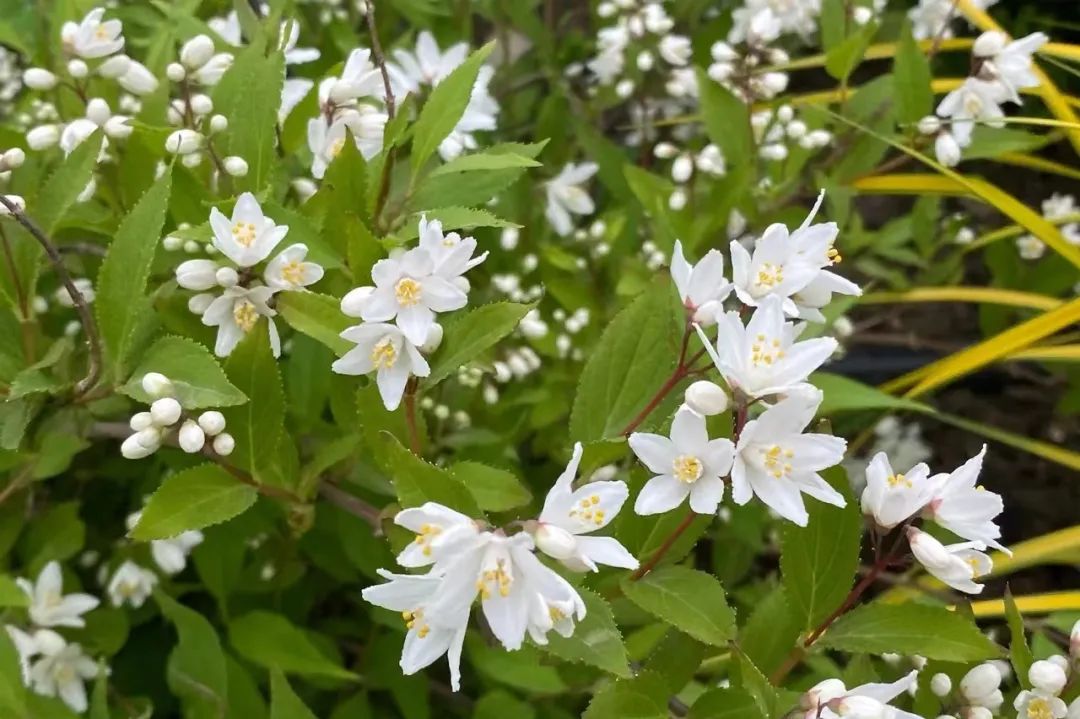 适合在路边种的野花,那些路边不起眼的花儿