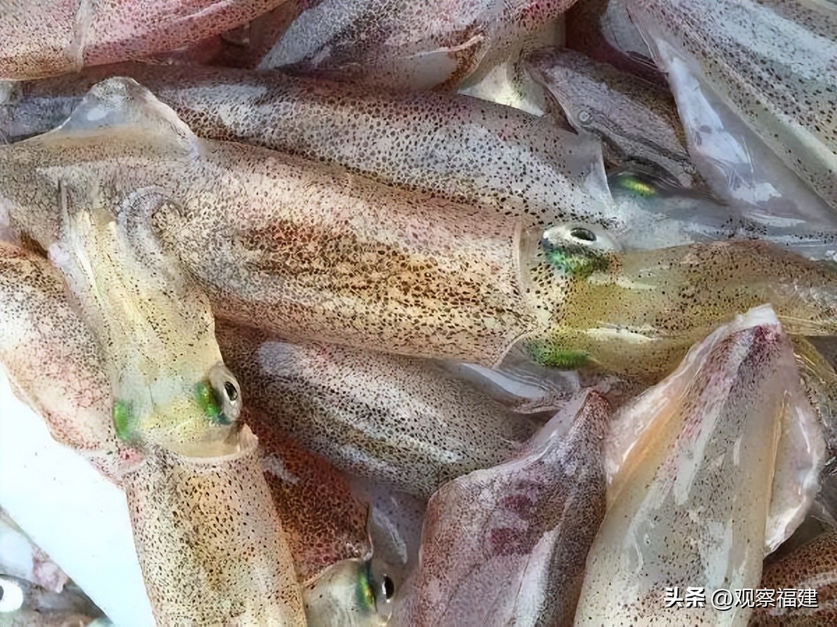诏安秋天吃什么海鲜,福建各种海鲜图片大全