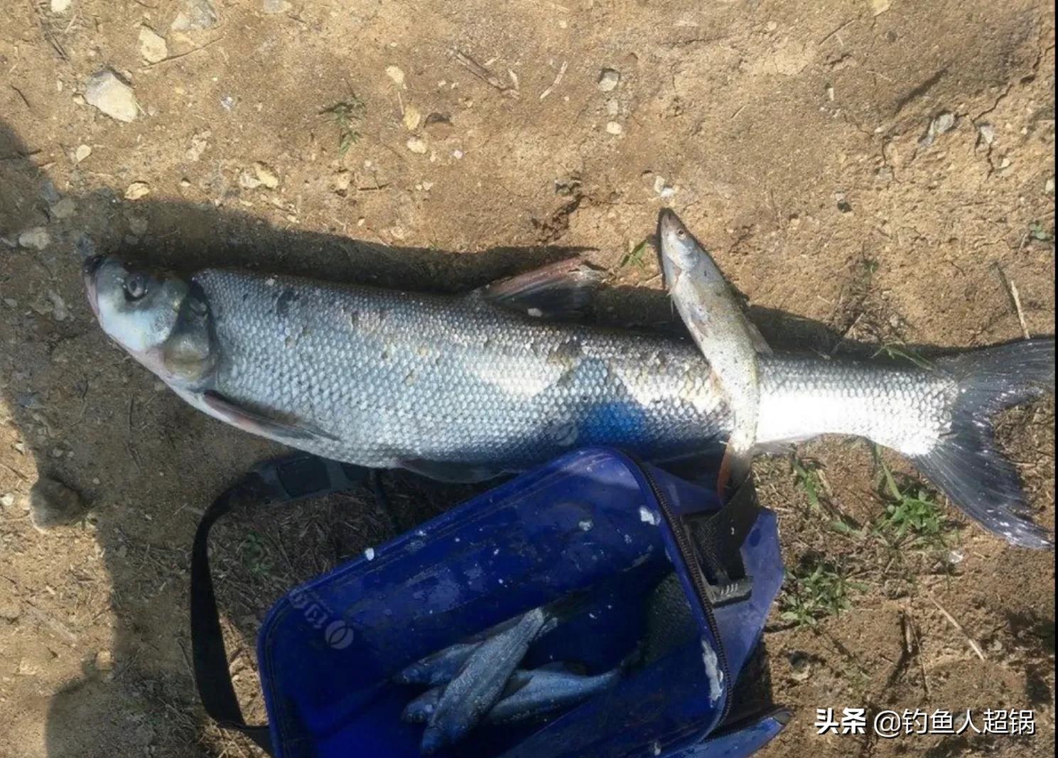 泥鳅钓鱼是白天好钓还是晚上好钓,泥鳅三天钓空水库