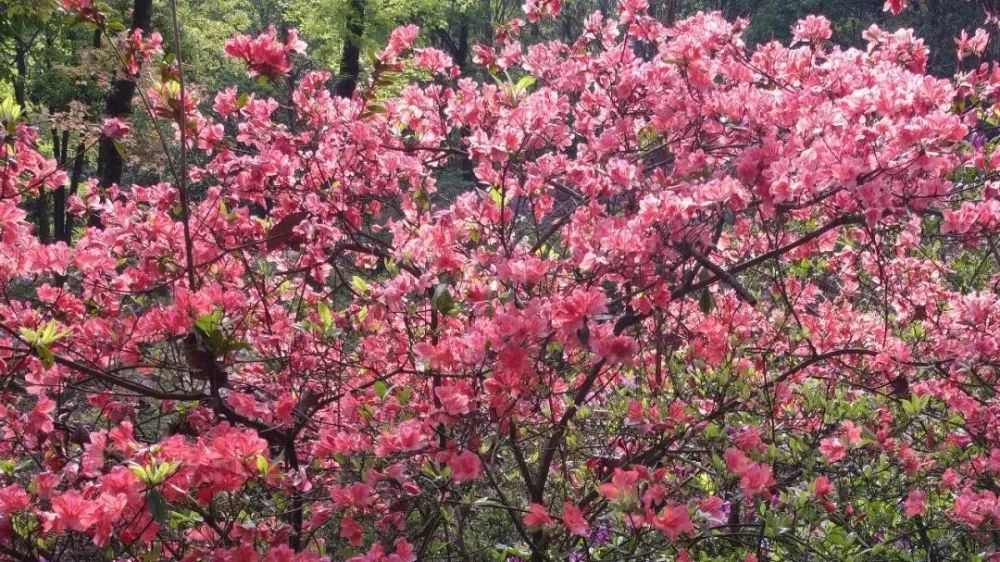 桂林雁山猫儿山,广州出发6天最适宜赏秋旅游
