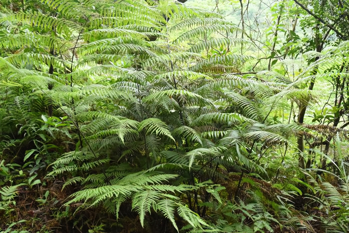 家底大揭秘！深圳究竟有多少“神奇生物”？