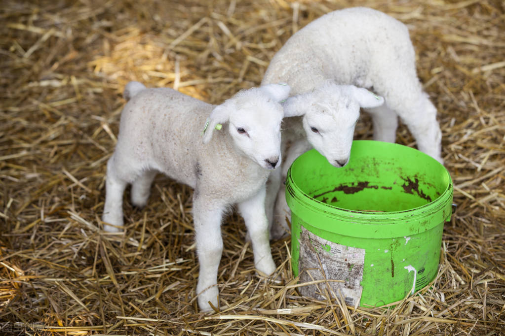 别再让母羊吃羊衣！母羊临产有这5个征兆，就要做好接生准备