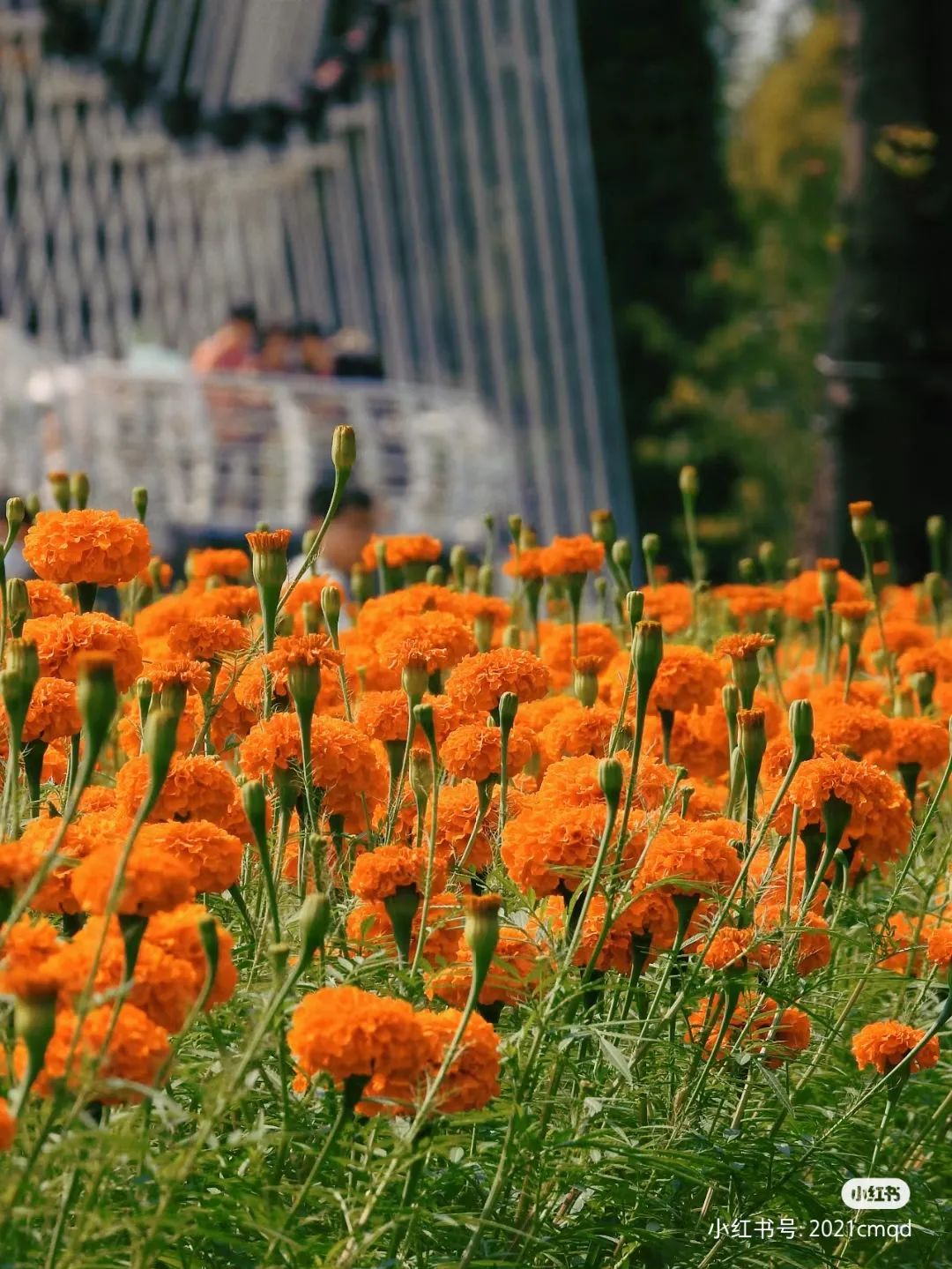 广州哪里有花海的景区,广州南沙区有哪些花海
