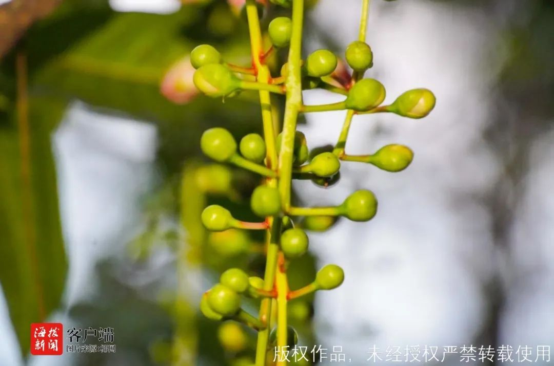 蹲点报道！玉蕊花开香七里，儋州千年古村成网红打卡地，村民吃上“旅游饭”