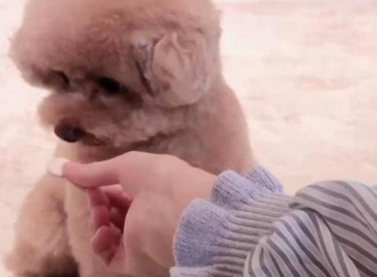 刚满月的泰迪狗不吃饭是怎么回事,泰迪狗没有精神不吃饭是什么原因