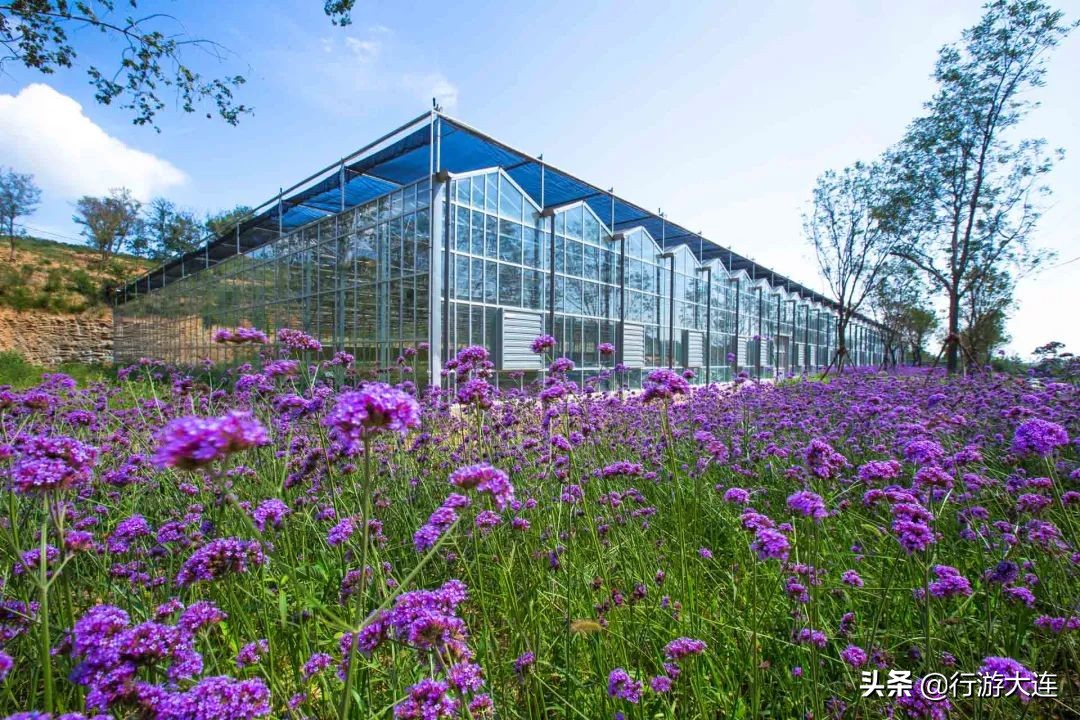 大连国庆遛娃好去处,大连春游遛娃最适合去的地方
