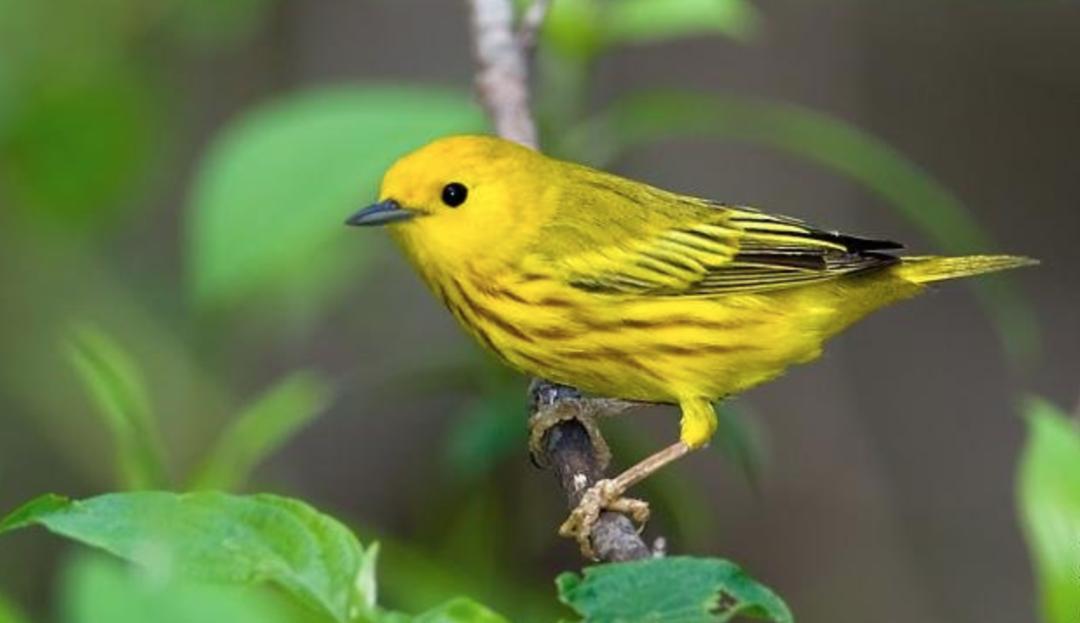 有多少诺贝尔奖得主不相信进化论,为什么越来越多的人不相信进化论