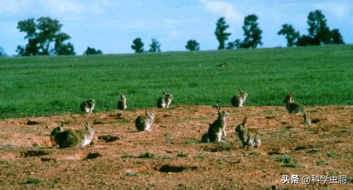 澳洲的野兔泛滥成灾的主要原因,澳洲野兔泛滥源头