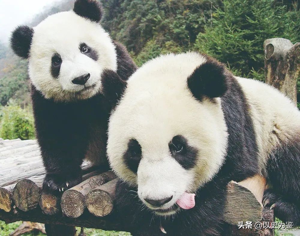 被偷的12只大熊猫,1939年被偷到英国的大熊猫