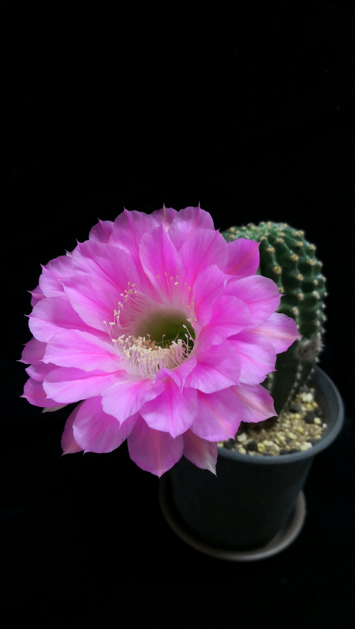 超级仙女仙人球,仙女仙人球开花