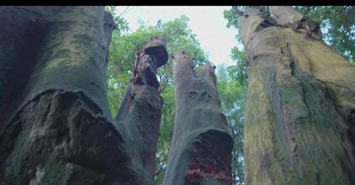 东莞历史解密,东莞莞香历史发展