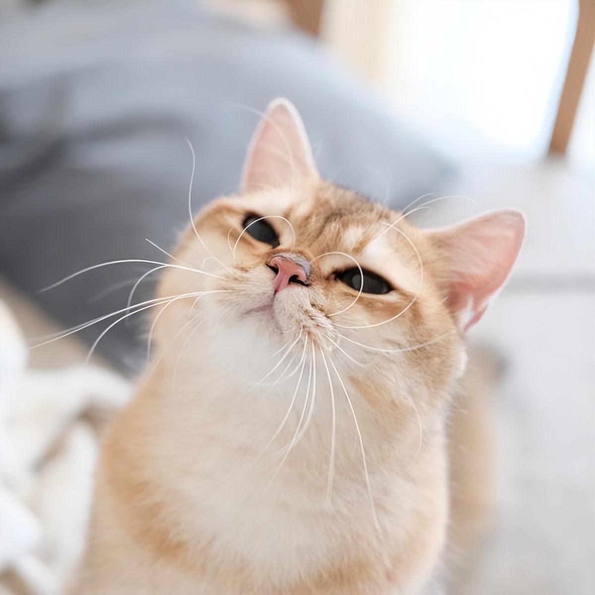 为什么猫有胡须,猫有几根胡须的作用是什么