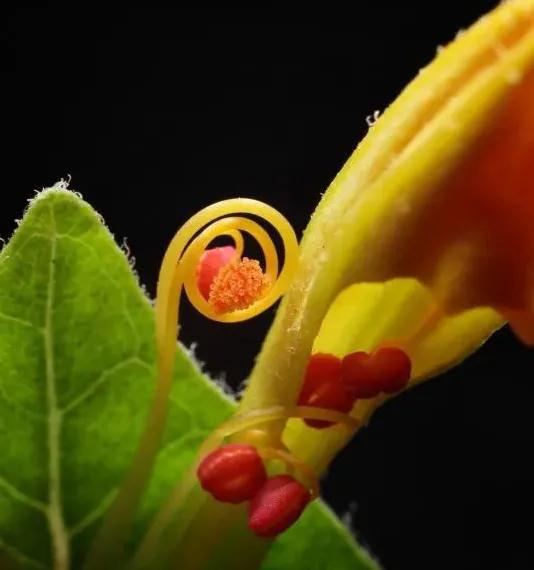 各种形态的花卉,30多种奇异的鲜花供你欣赏收藏