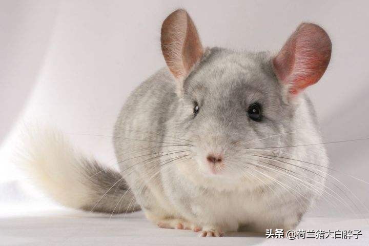 龙猫寿命最长是多少年,银斑龙猫的寿命是多长