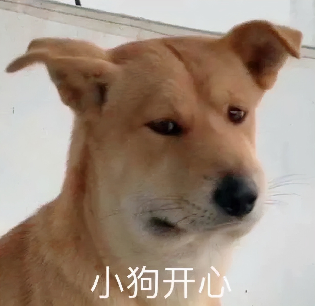 在*裤内**里加燕窝和胶原这种鬼话都说得出来？