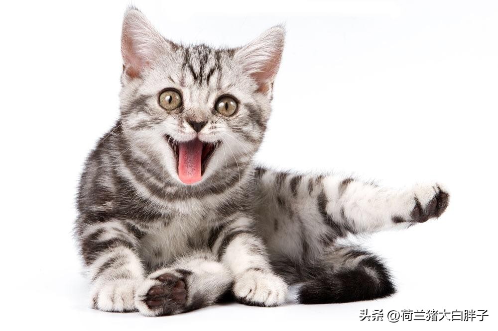 航空托运猫咪,大连猫咪航空托运