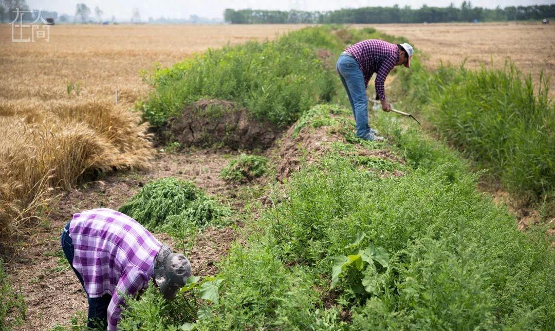 天地间丨情趣内衣小镇的女农民工每天往返于工厂和田间地头