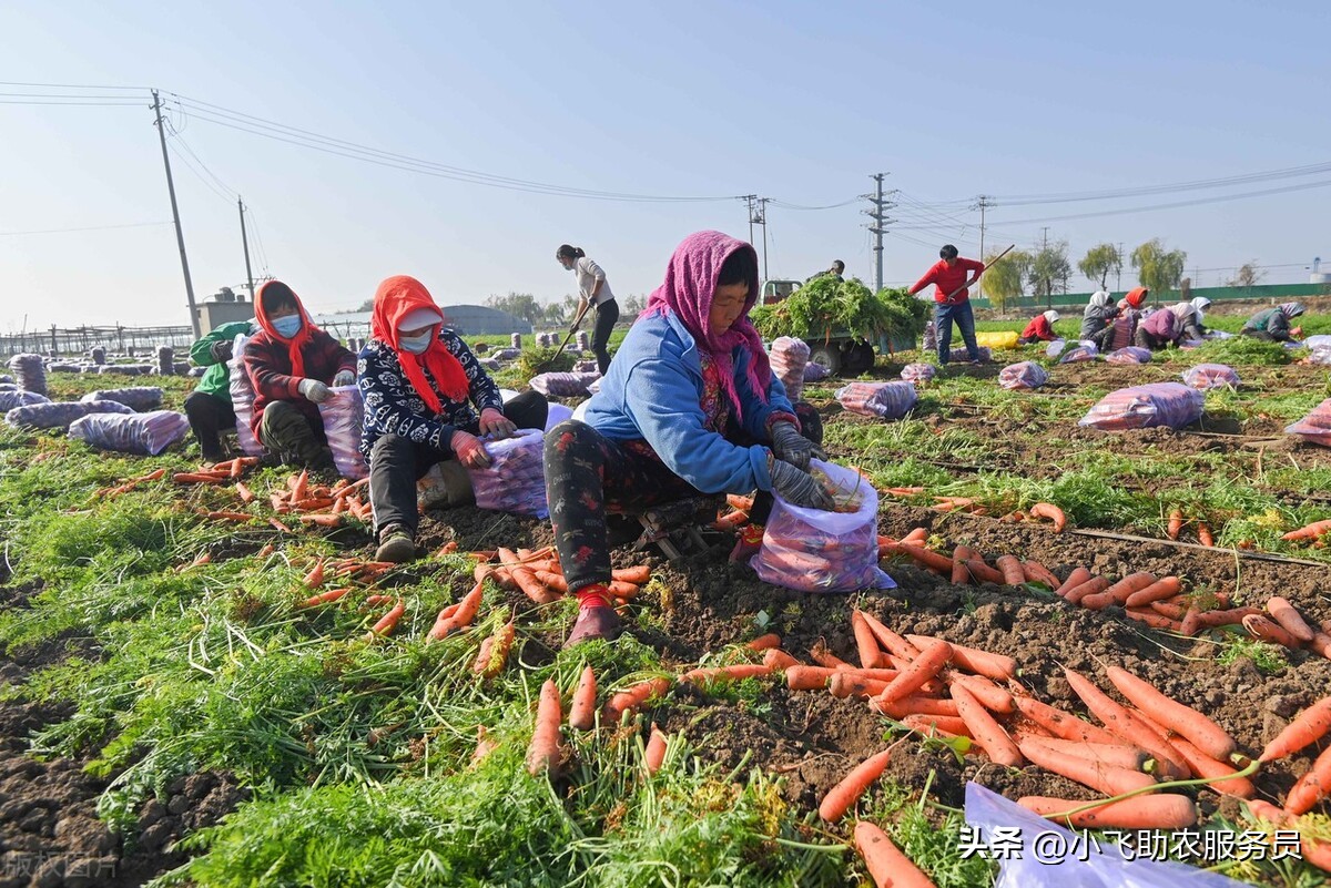 最贵的胡萝卜种子是啥,胡萝卜种子怎么这么贵