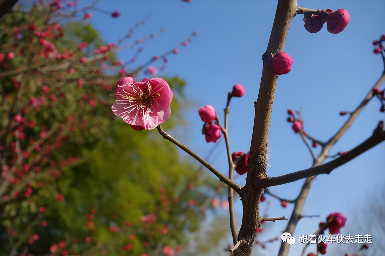 江苏宜兴西渚镇云湖风景区,西渚镇云湖紫薇园