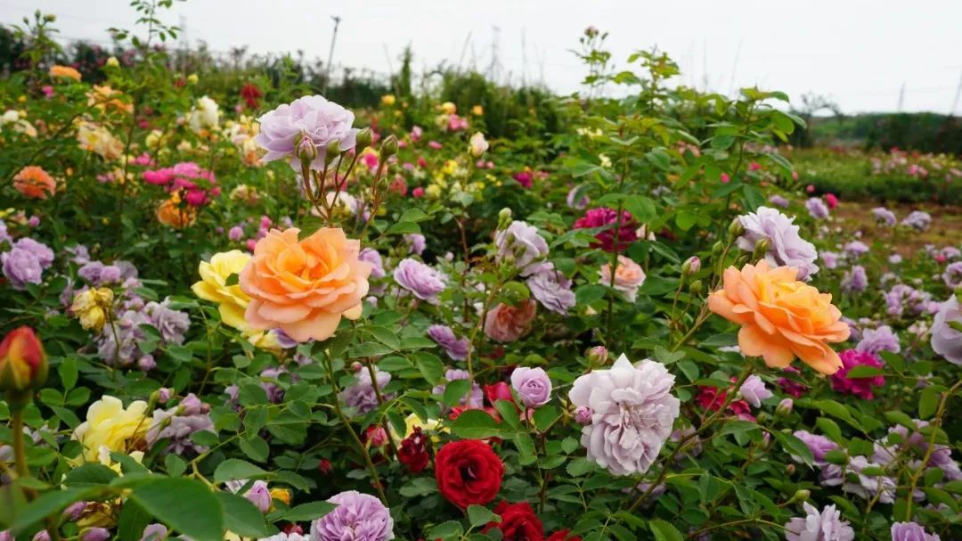 金东鲜花,金东村花卉扶贫基地