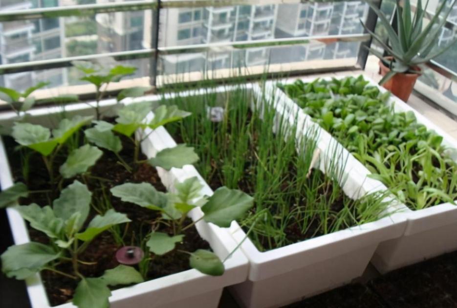 泡沫箱种菜有毒吗会不会致癌,泡沫箱种菜有毒是真的吗