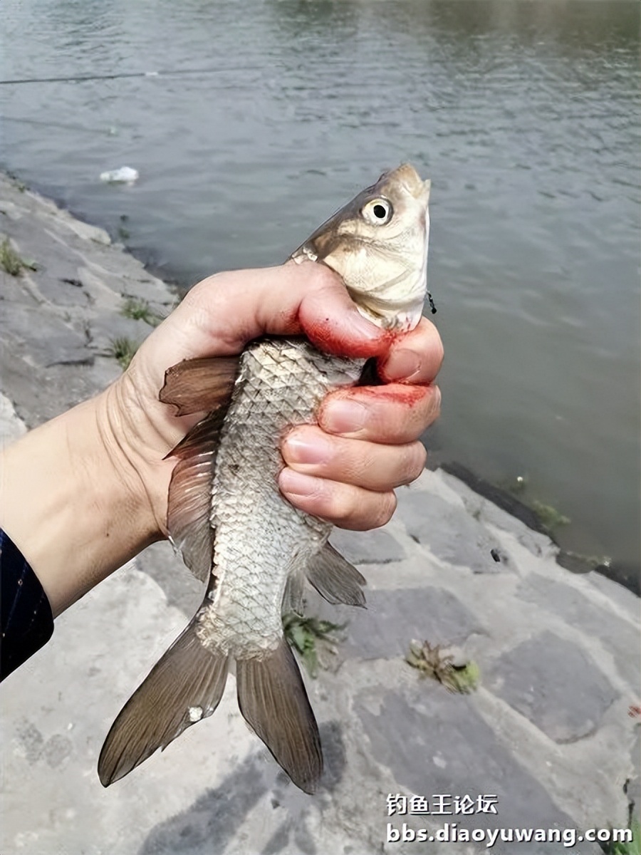 钓王钓鱼方法,钓鱼王试钓视频