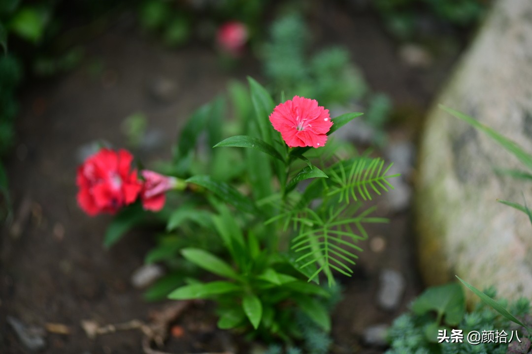 看到你的花园那么惨，我就安心了|园丁