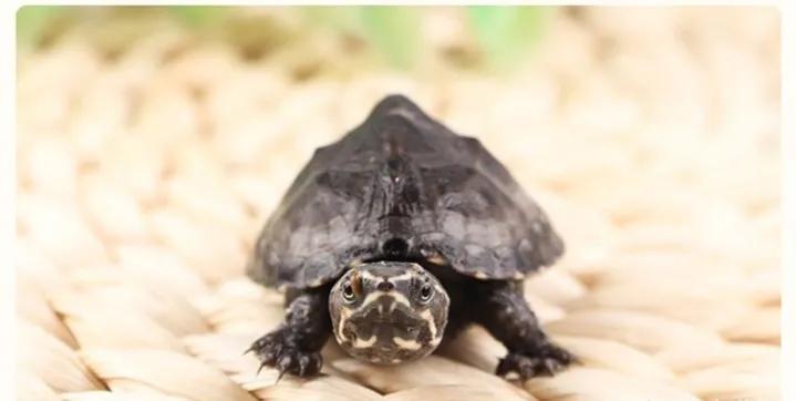 迷你麝香龟和普通麝香龟价格,麝香龟大龟品相