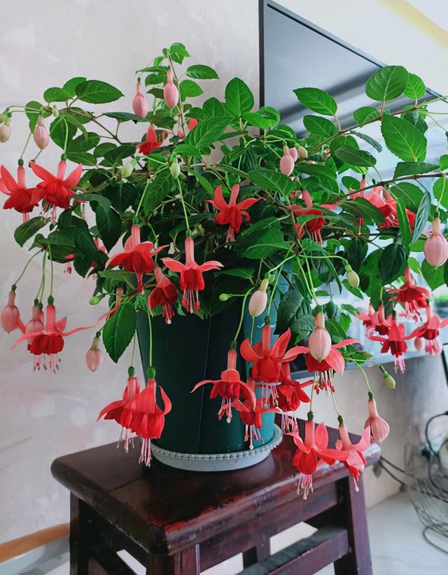 家里光照不足建议养这10种耐阴花,阴暗无光角落适合养什么花