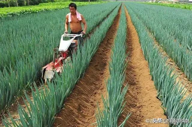 大葱地蛆用什么治,毒死蜱防治大葱地蛆