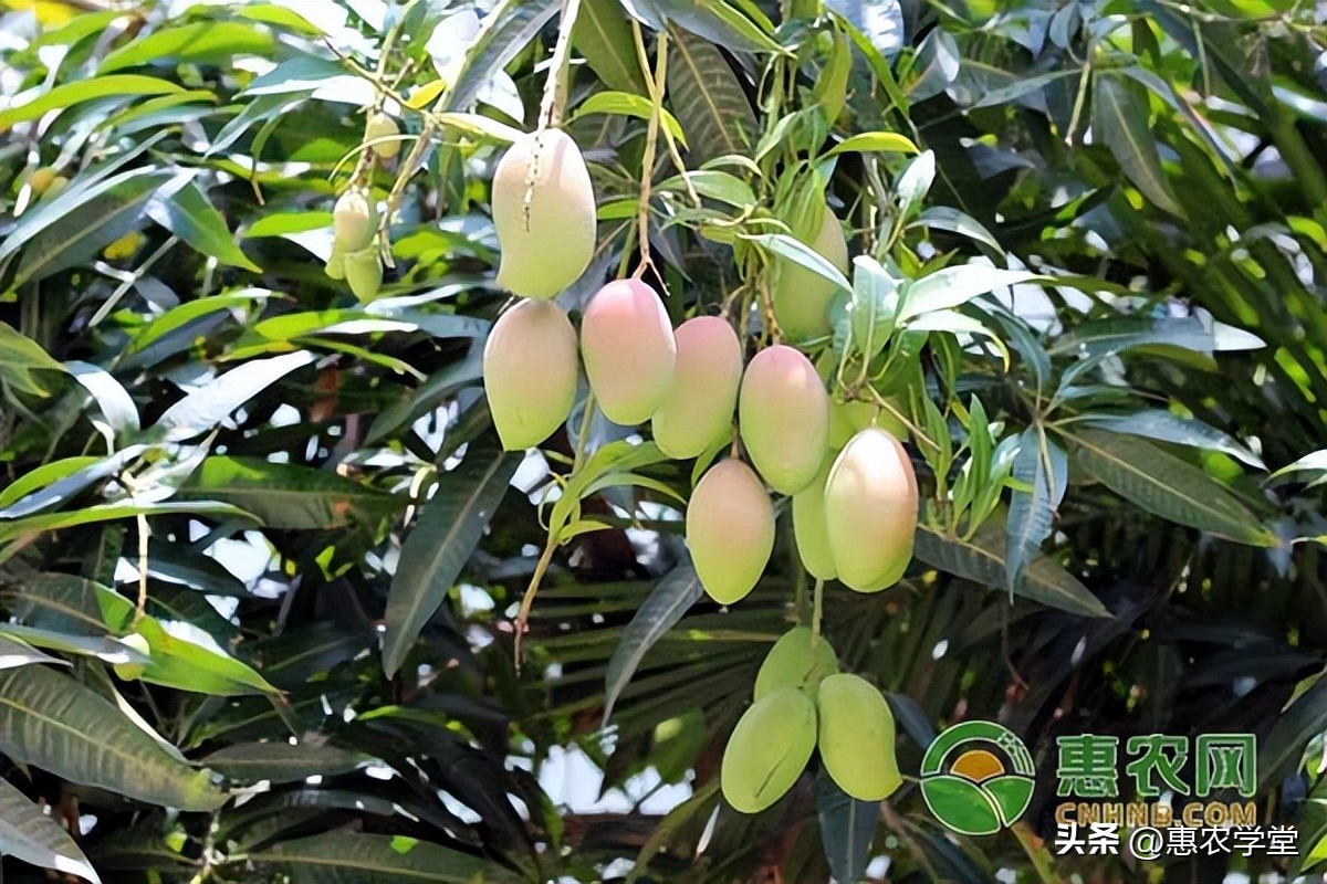 芒果苗种植后要几年开花结果,芒果苗出苗多久成活