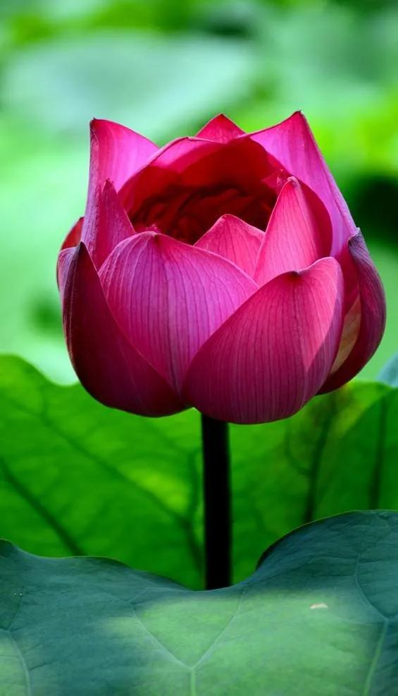 漂亮美丽的荷花壁纸,雨中荷花壁纸荣盛城