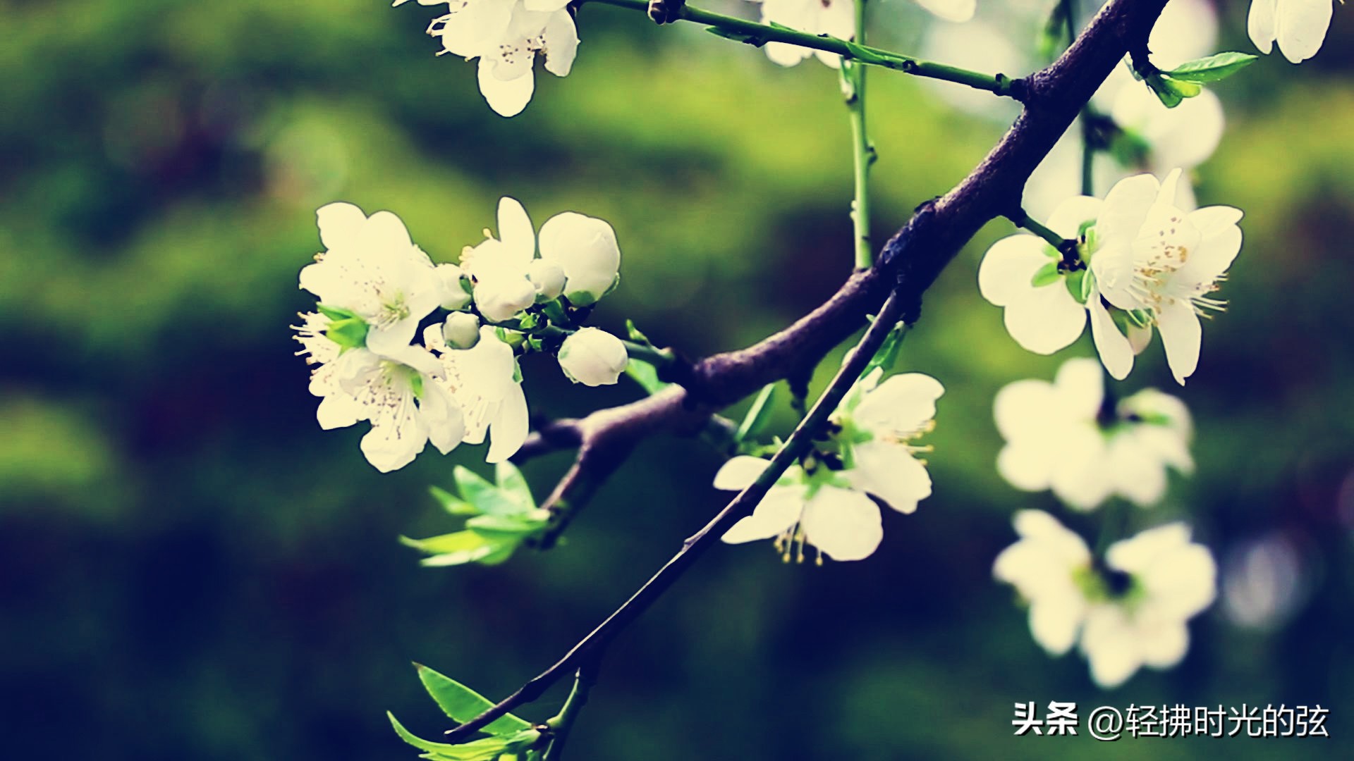 中国著名诗词大全集,诗词十大最美巅峰之作